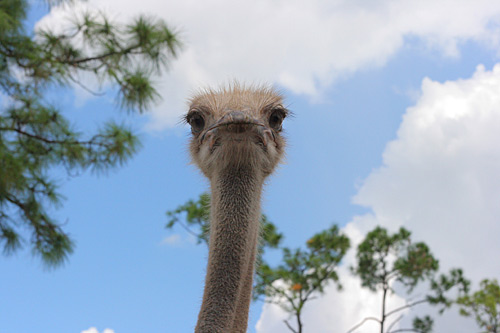 ostrich