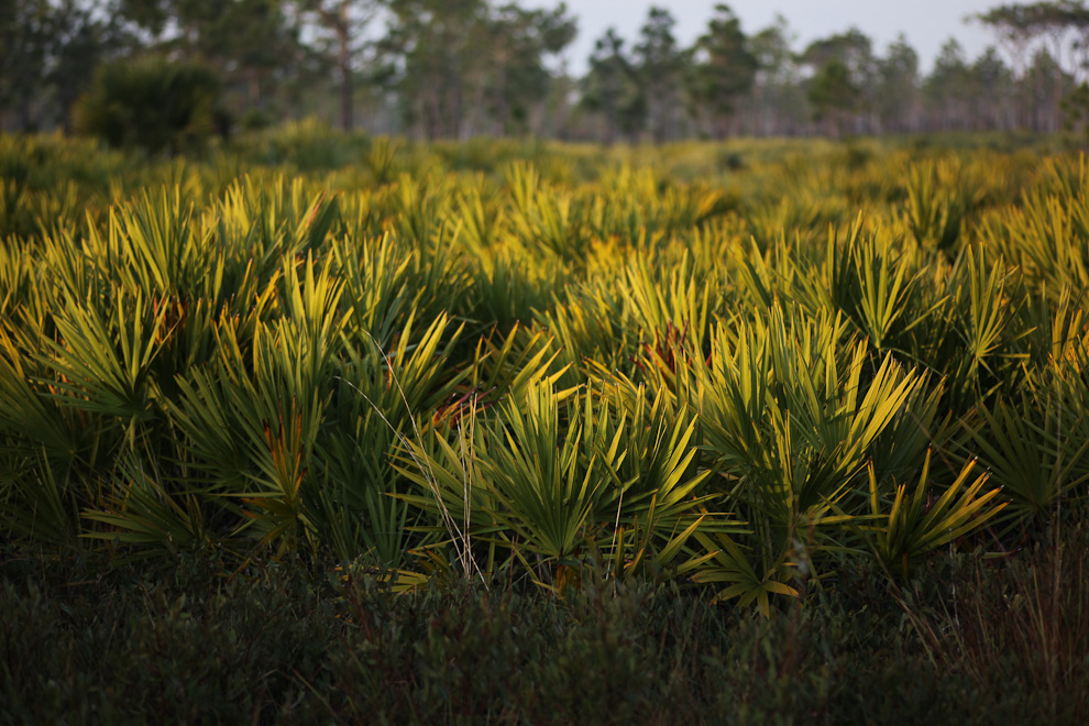 St. Sebastian River Preserve