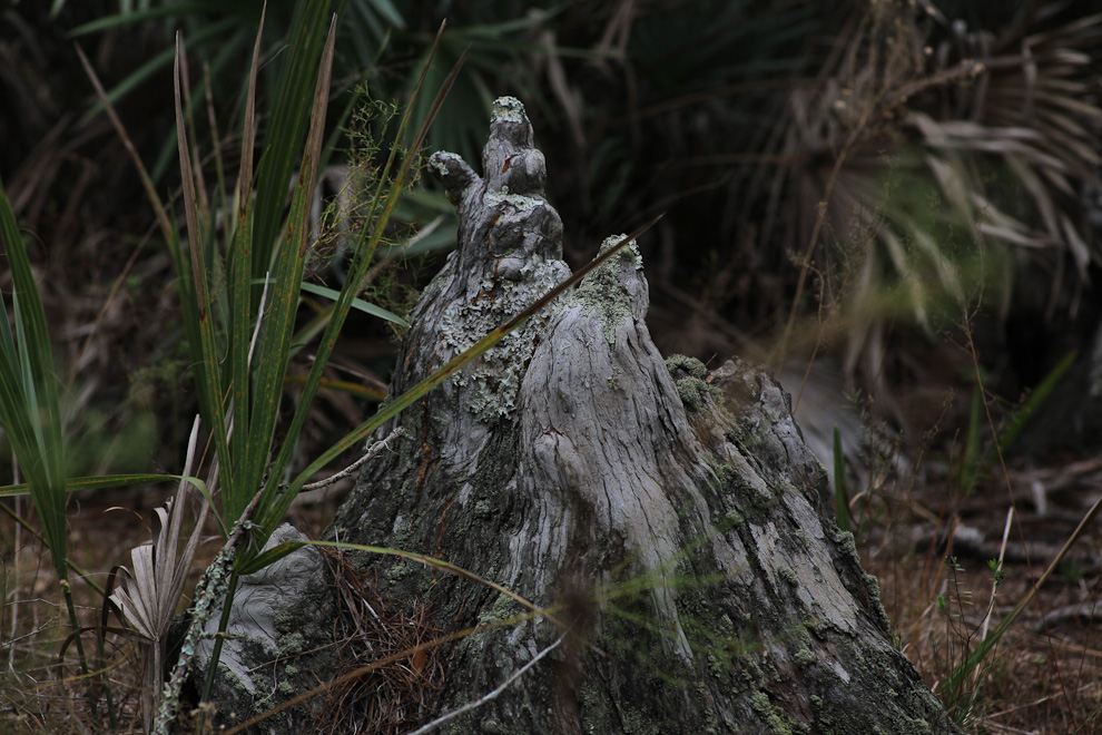 St. Sebastian River Preserve