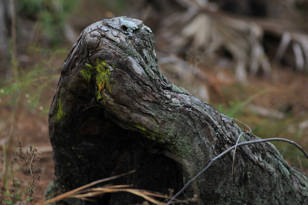 St. Sebastian River Preserve