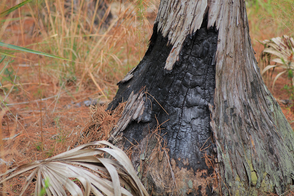 St. Sebastian River Preserve